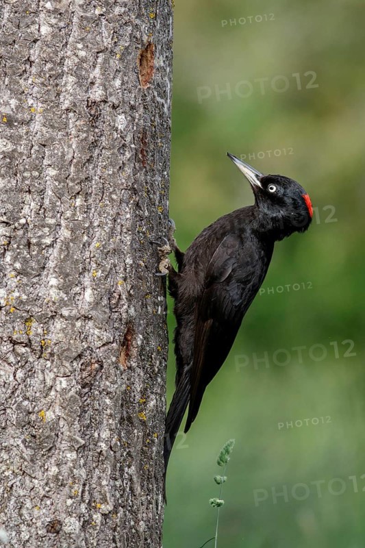 Black woodpecker (Dryocopus martius), female on forest, Castile and Leon, Spain