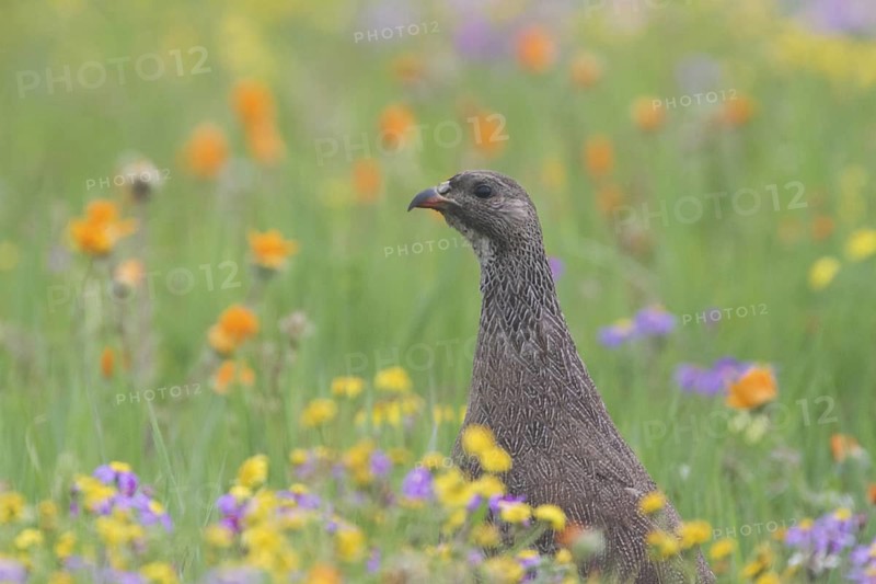 Cape Spurfowl (Pternistis capensis), Western Cape, South Africa