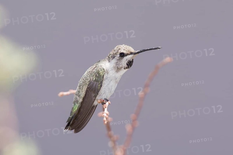 Costa's Hummingbird (Calypte costae) female, California, USA