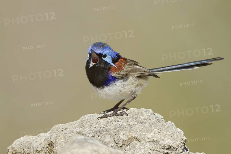 Variegated Fairywren (Malurus lamberti assimilis) male singing, Western Australia, Australia