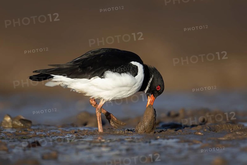 Eurasian oystercatcher (Haematopus ostralegus) adult wading bird feeding on a mussel shell on a coastline, Norfolk, England, United Kingdom