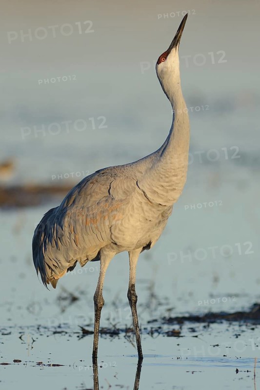 Sandhill Crane (Antigone canadensis), New Mexico, USA