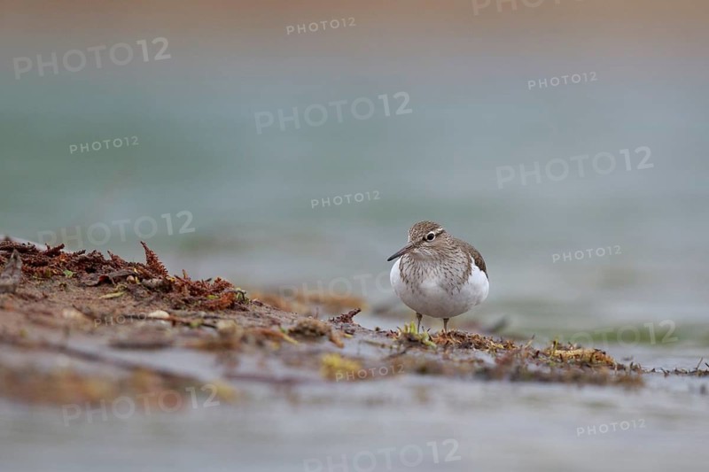 Common Sandpiper (Actitis hypoleucos) foraging, North Rhine-Westphalia, Germany
