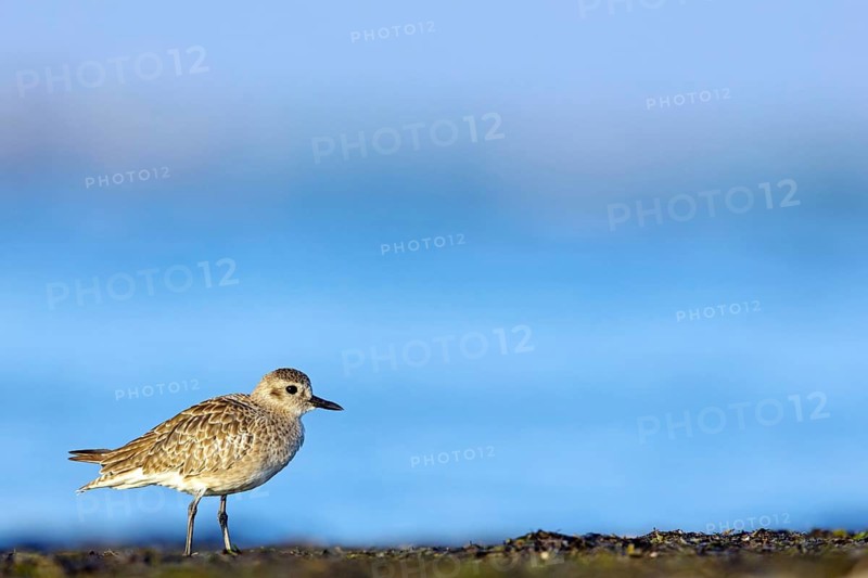 Little Ringed Plover, (Pluvialis squatarola), animal, animals, bird, birds, biotope, habitat, foraging, plover family, Arctic Tundra Barr Al Hikman, Ash Sharqiyah South, Oman