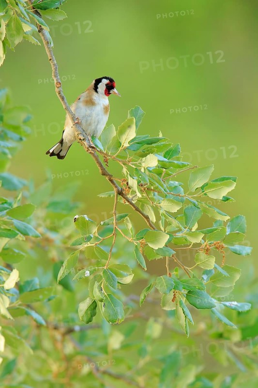 European Goldfinch (Carduelis carduelis) male, Andalusia, Spain