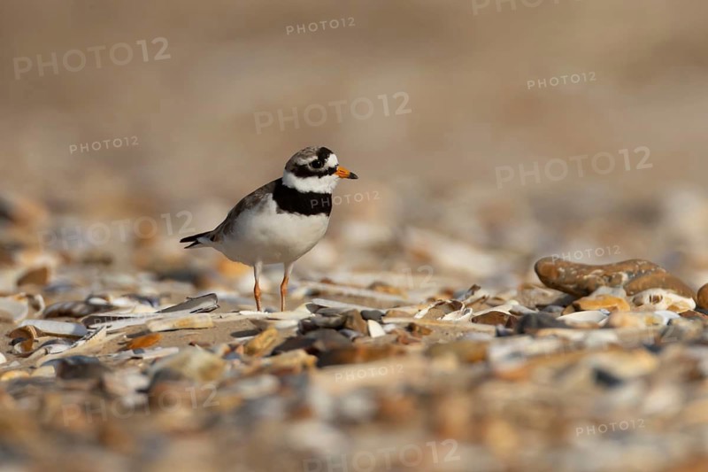 Ringed plover (Charadrius hiaticula) adult wading bird on a shingle beach in summer, Norfolk, England, United Kingdom