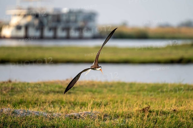 African Skimmer (Rynchops flavirostris), African Skimmer in flight, Ihaha, Chobe National Park, Botswana