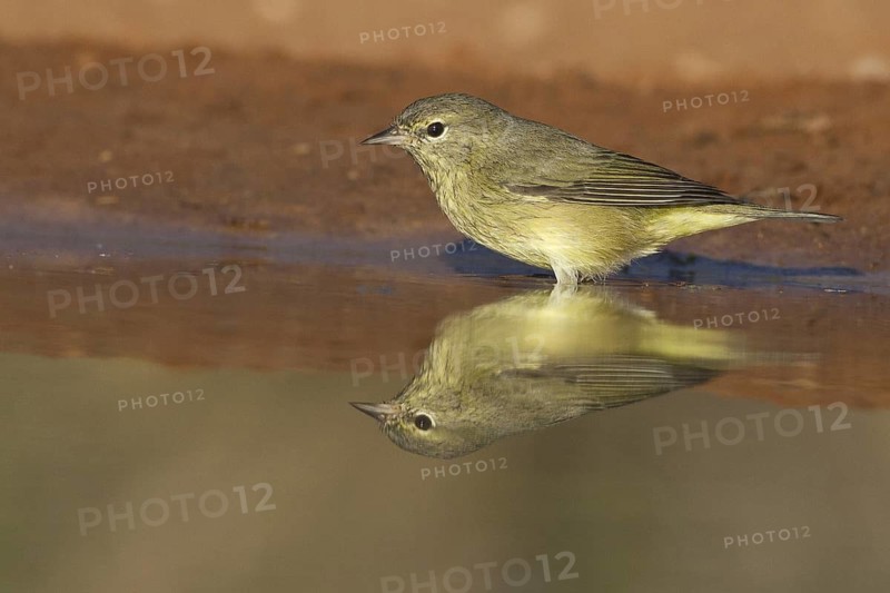 Orange-crowned Warbler (Leiothlypis celata), Texas, USA