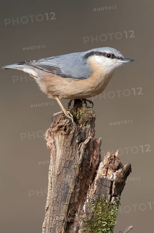 Eurasian Nuthatch (Sitta europaea), Thuringia, Germany