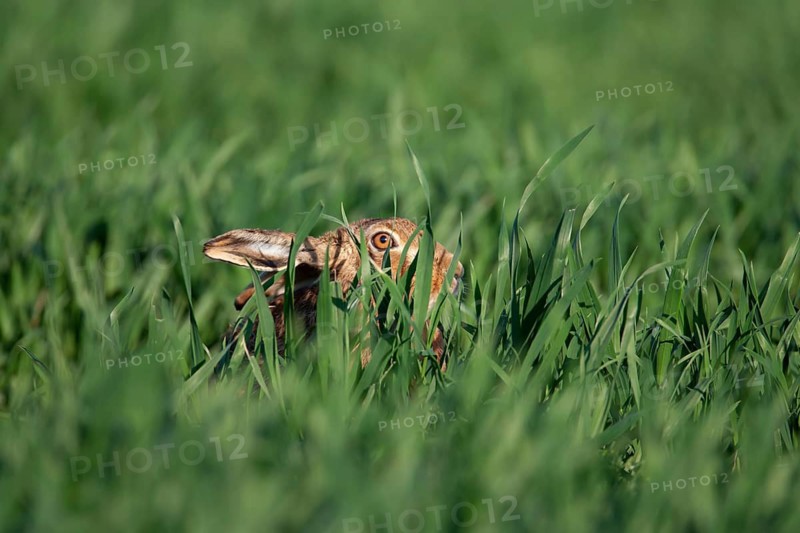 European brown hare (Lepus europaeus) adult animal in a farmland cereal field in spring, Suffolk, England, United Kingdom