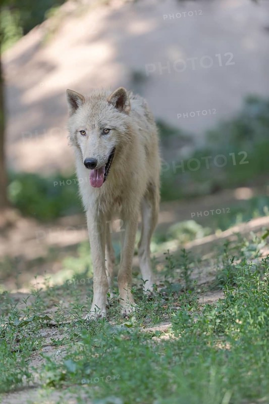 One adult Arctic wolf (Canis lupus arctos) walking thru a forest with some green vegetation on hilly ground