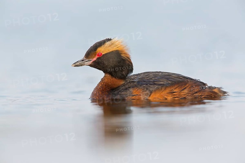 Horned Grebe, (Podiceps auritus), animals, birds, grebe family, swims in the water, Reykjahlíð, Norðurland Eystra, Iceland