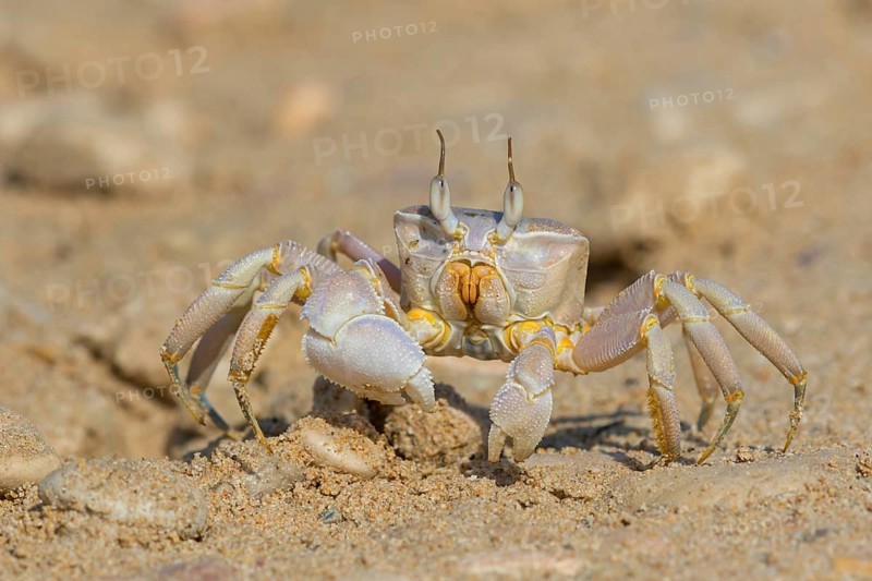 Horned ghost crab, beach, mudflat, horned eye sand crab, Indo-Pacific riding crab, Geisetr crab, crab, crayfish, decapod crab, water body, Raysut, Salalah, Dhofar, Oman