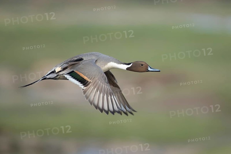Northern pintail duck (Anas acuta) adult male bird in flight, England, United Kingdom