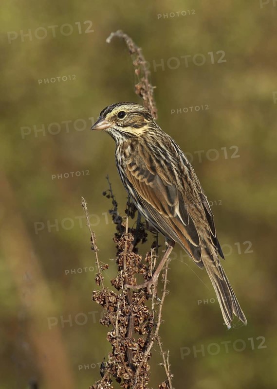 Savannah Sparrow (Passerculus sandwichensis), Ohio, USA