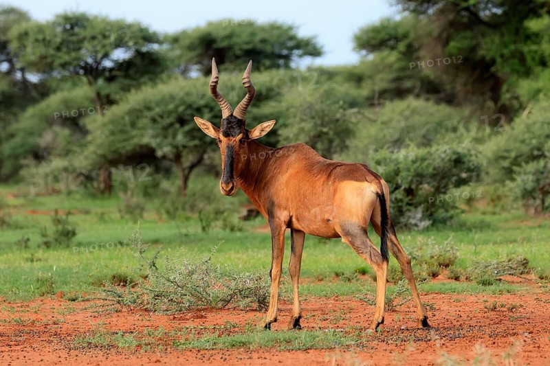 Red hartebeest (Alcelaphus buselaphus caama), Kaama, adult, alert, foraging, Mokala National Park, Northern Cape, South Africa