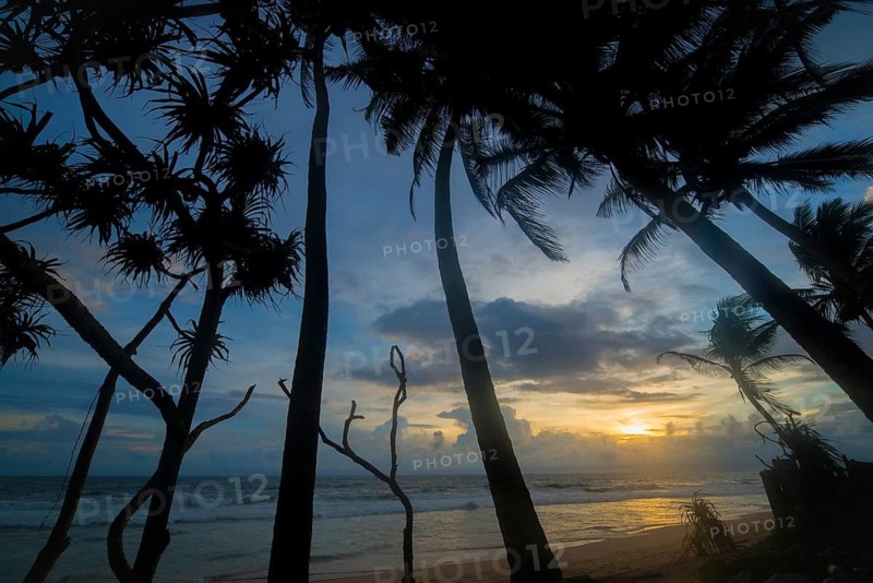 A breezy evening on a tropical beach in Sri Lanka, where tall palm trees sway in the wind as the sun sets over the ocean. The golden light and dramatic sky create a peaceful atmosphere
