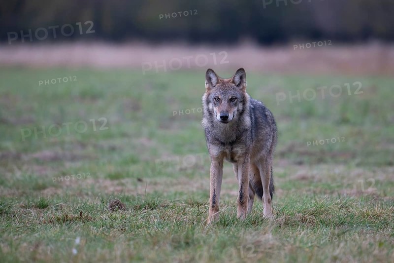 European grey wolf, Eurasian wolf (Canis lupus lupus), wolf standing in a field, Podlaskie Voivodeship, Poland