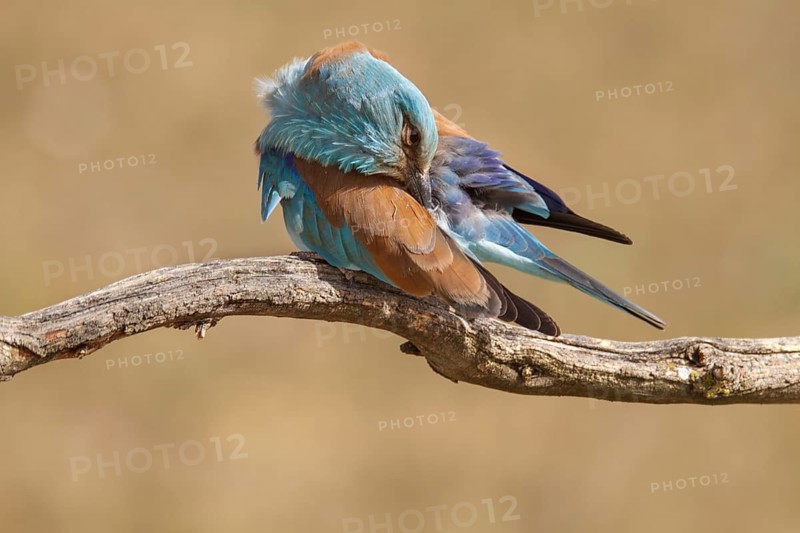 European Roller (Coracias garrulus), perched on a branch preening, Castile-La Mancha