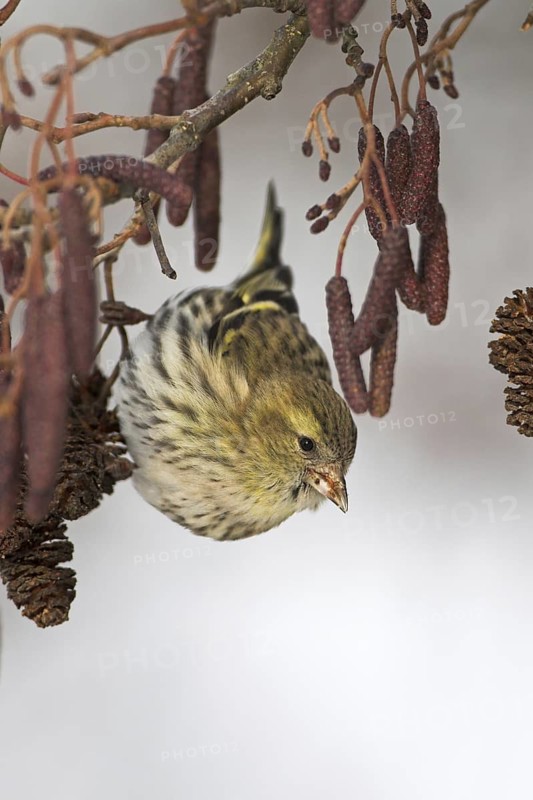 Eurasian Siskin (Spinus spinus) female, Rhineland-Palatinate, Germany