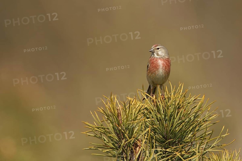 Common Linnet (Linaria cannabina) male, Poland