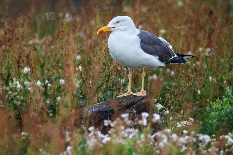 Lesser Black-Backed Gull (Larus fuscus) adutl, May Island, United Kingdom