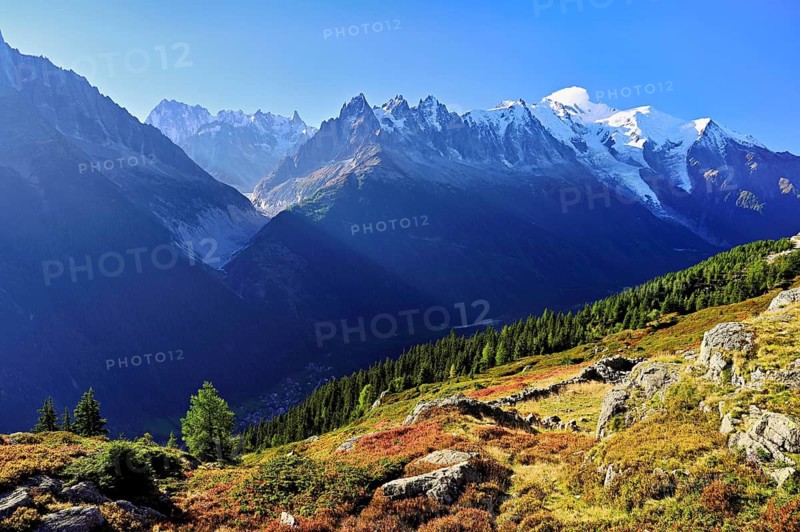 Mountain forest in an autumnal landscape with the snow-covered Mont Blanc massif in the background, Chamonix-Mont-Blanc, Haute-Savoie, France