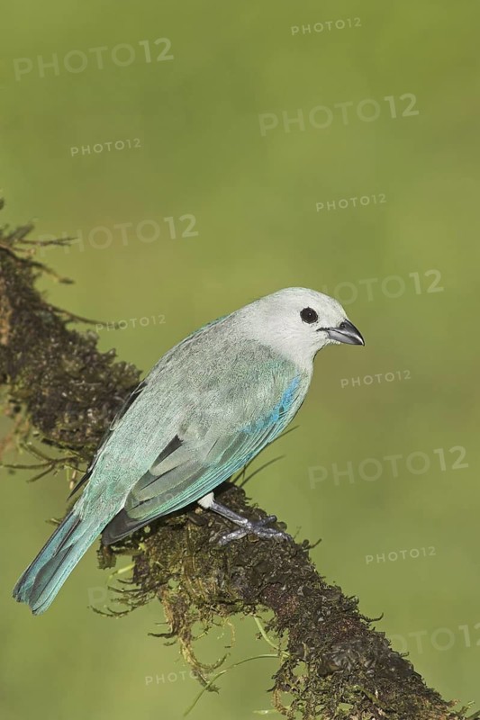 Blue-grey Tanager (Thraupis episcopus), Costa Rica