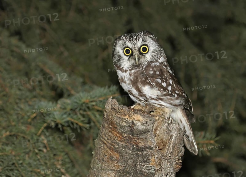 Boreal Owl (Aegolius funereus), Saskatchewan, Canada