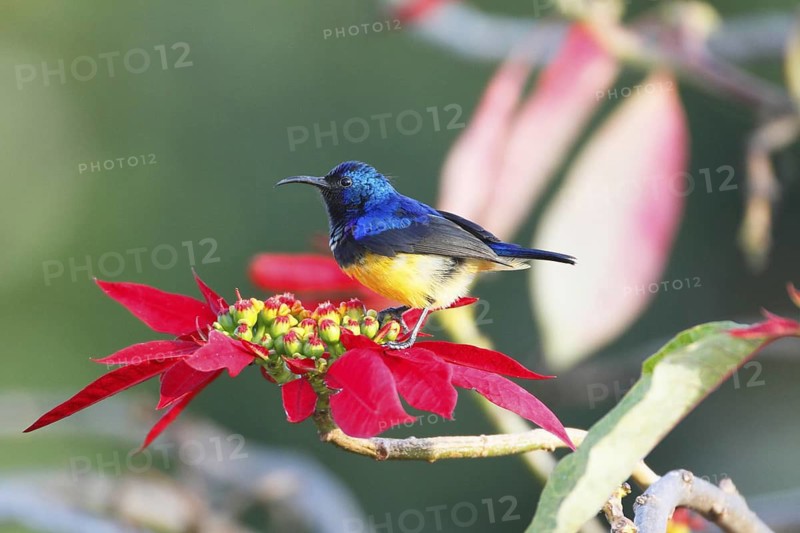 Variable Sunbird, Cinnyris venustus