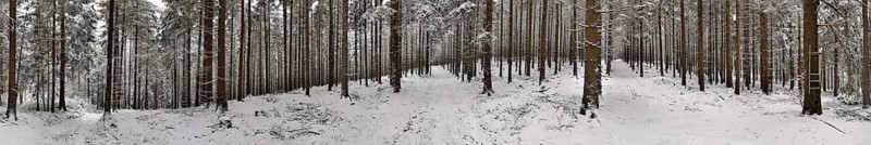A snow-covered forest with tall pine trees (pinus) creates a peaceful winter landscape, hiking in winter on the Rennsteig, Franconian Forest nature park Park