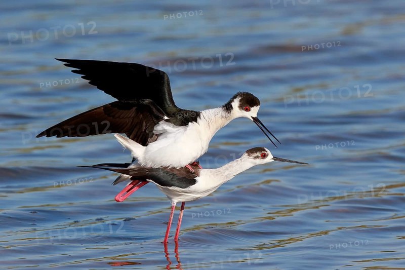 Black-winged Stilt (Himantopus himantopus) pair mating, Greece