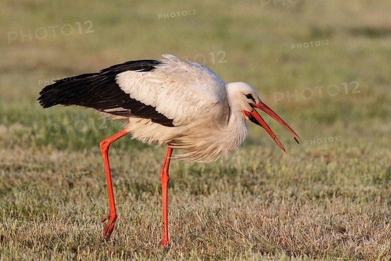 White Stork (Ciconia ciconia) foraging, North Rhine-Westphalia, Germany