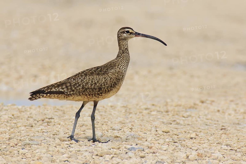 Whimbrel (Numenius phaeopus), Texas, USA