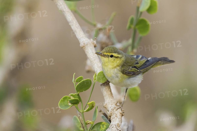 Wood Warbler (Phylloscopus sibilatrix), Oman