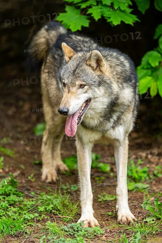 European gray wolf (Canis lupus lupus) in the forest, Germany
