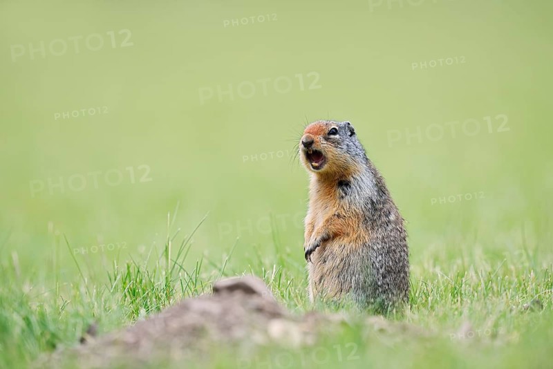 Columbia ground squirrel (Urocitellus columbianus, Spermophilus columbianus) sitting upright in a meadow and calling, Waterton Lakes National Park, Alberta, Canada
