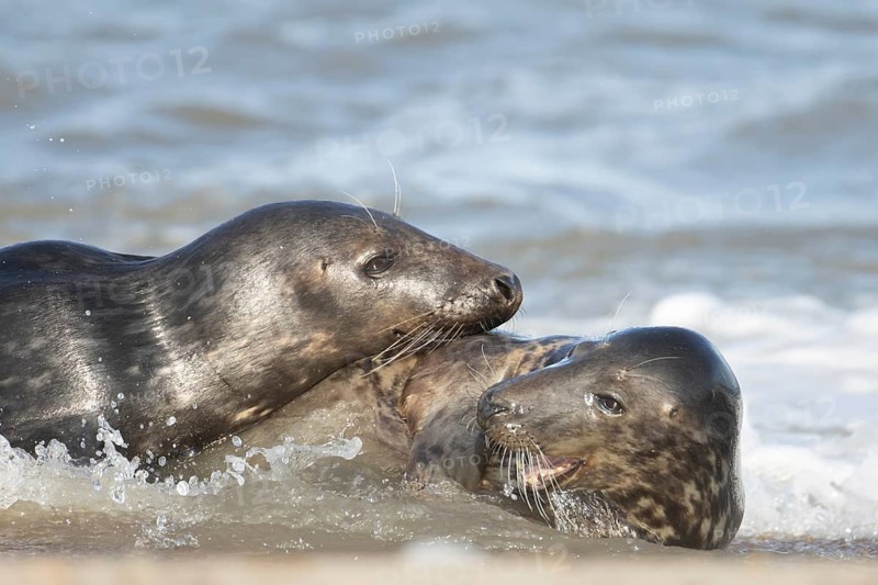 Atlantic grey seal (Halichoerus grypus) two adult marine animals in love courting on a beach on a coastline, Norfolk, England, United Kingdom
