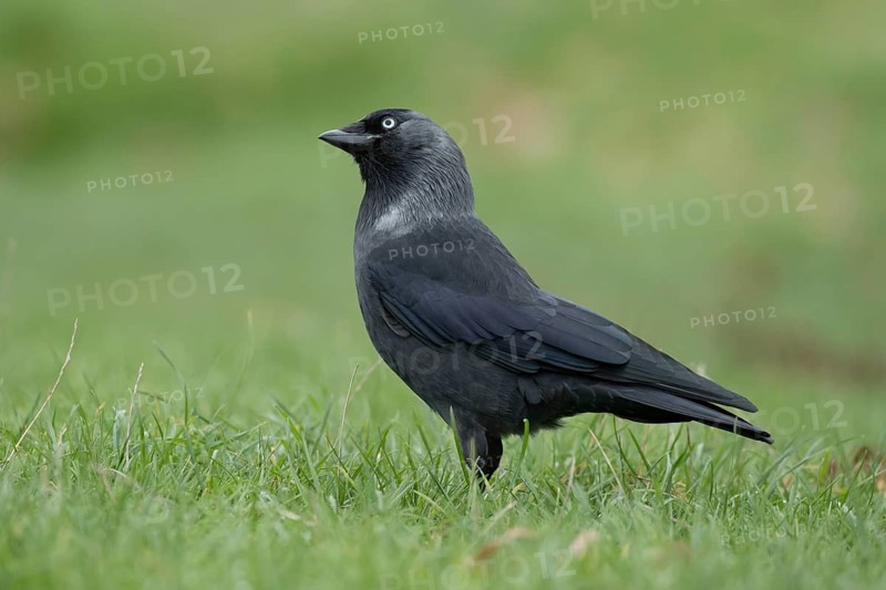 Jackdaw (Corvus monedula) adult corvid bird head portrait, England, United Kingdom