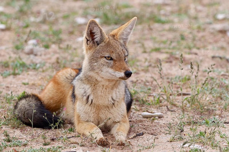 Black-backed jackal (Lupulella mesomelas), adult animal, lying in the grassland, alert, animal portrait, Kgalagadi Transfrontier Park, Northern Cape, South Africa
