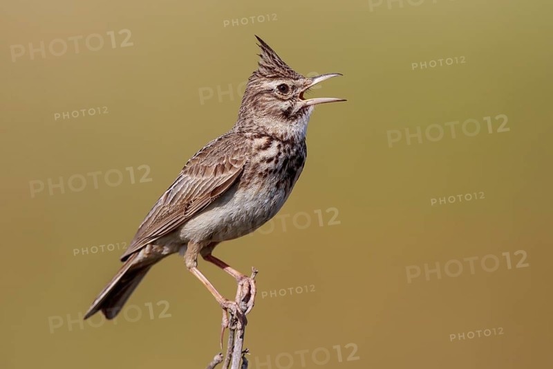 Crested Lark (Galerida cristata) singing, Lesvos, Greece