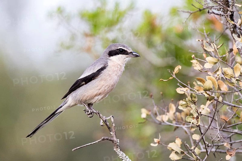 Southern Grey Shrike (Lanius meridionalis) male, Castile-La Mancha, Spain