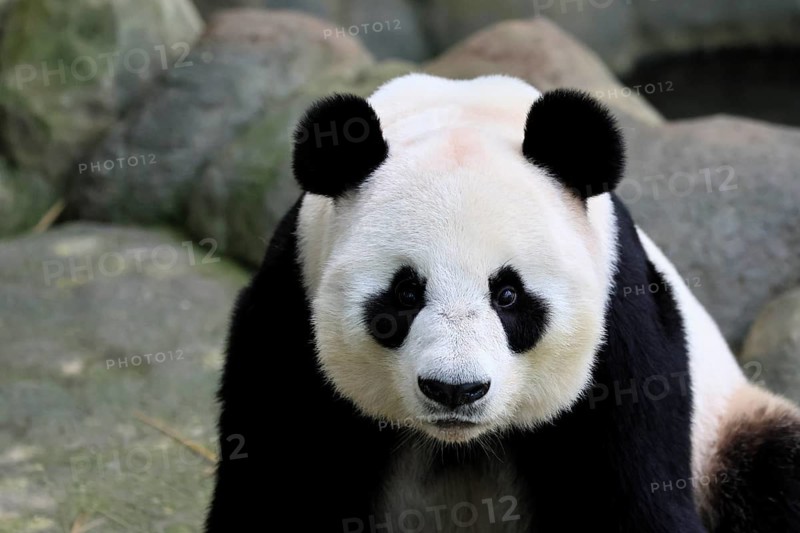Giant Panda (Ailuropoda melanoleuca), adult, portrait, China