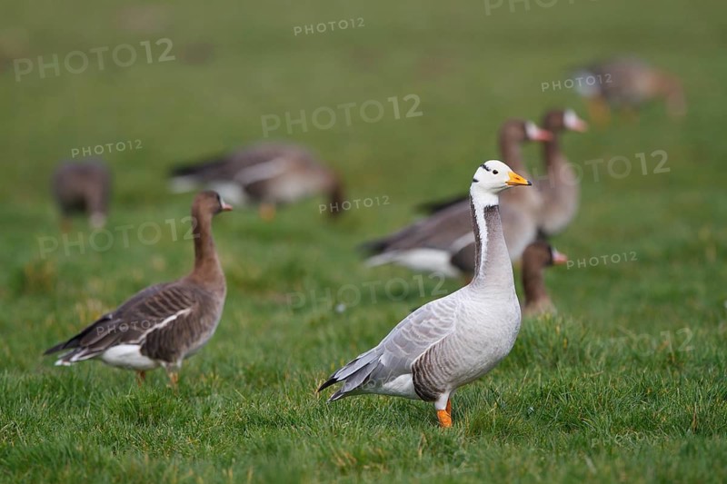 Bar-headed Goose & Greater White-fronted Goose (Anser indicus & Anser albifrons), Netherlands