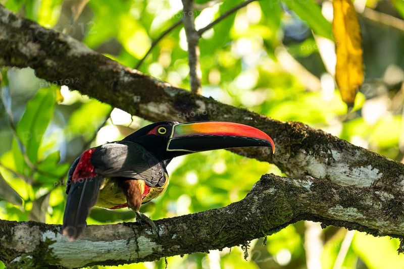 Fiery billed aracari perched on branch, close view, beak transilluminated revealing veins, Osa Peninsula, Puntarenas, Costa Rica