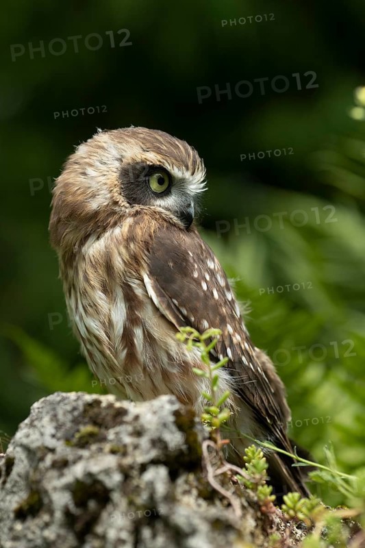 Morepork (Ninox novaeseelandiae) juvenile, captive, Germany