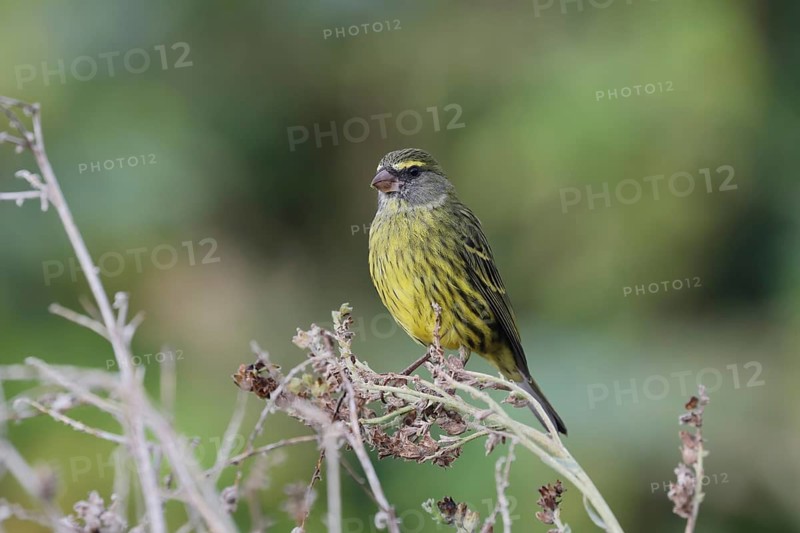 Black-chinned Seedeater (Crithagra scotops), Forest Seedeater, adult, male, foraging, on wait, Kirstenbosch Botanic Gardens, Cape Town, South Africa