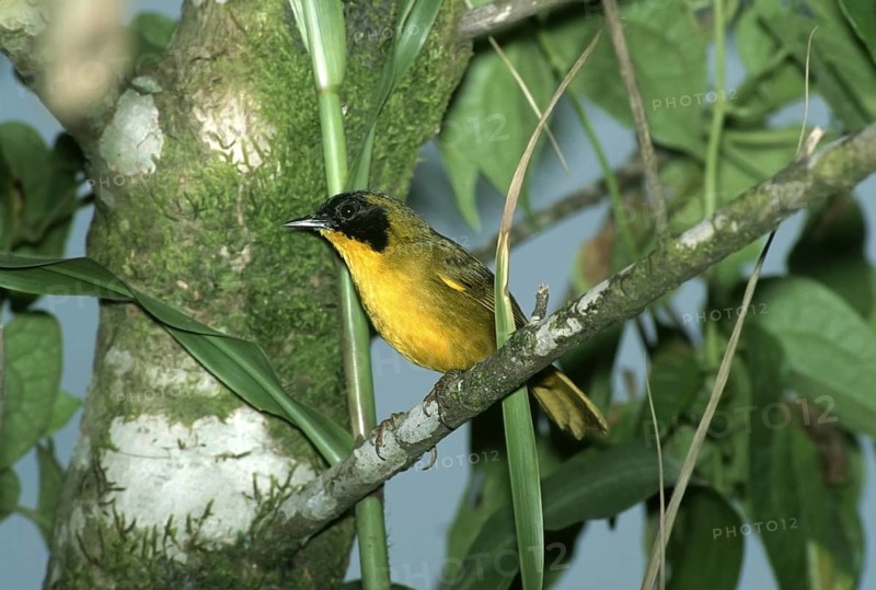 Olive-crowned Yellowthroat Geothlypis semiflava La Selva OTS Station, Sarapique. Costa Rica March Adult Male Parulidae