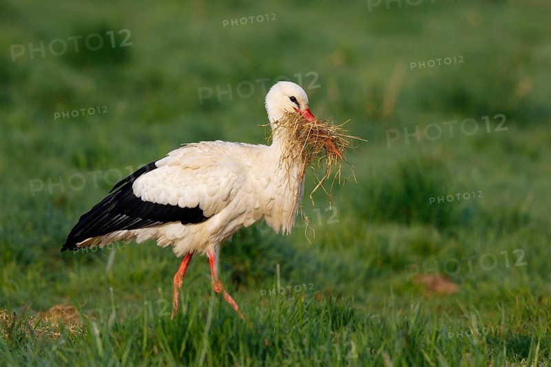 White Stork (Ciconia ciconia) with nesting material, North Rhine-Westphalia, Germany