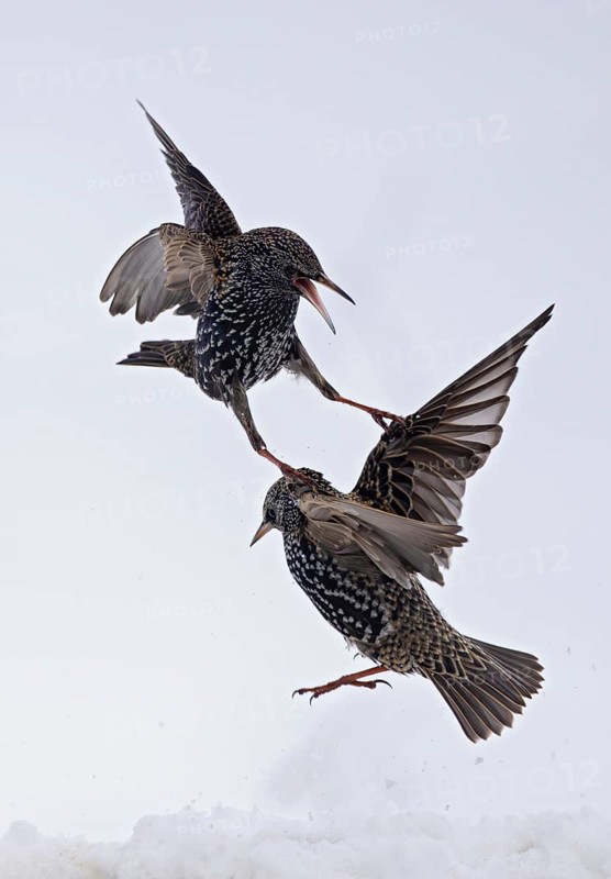 Starling (Sturnus vulgaris), close-up, two adult birds attacking each other in flight in an aggressive territorial fight in winter in the snow, Baden-Württemberg, Germany
